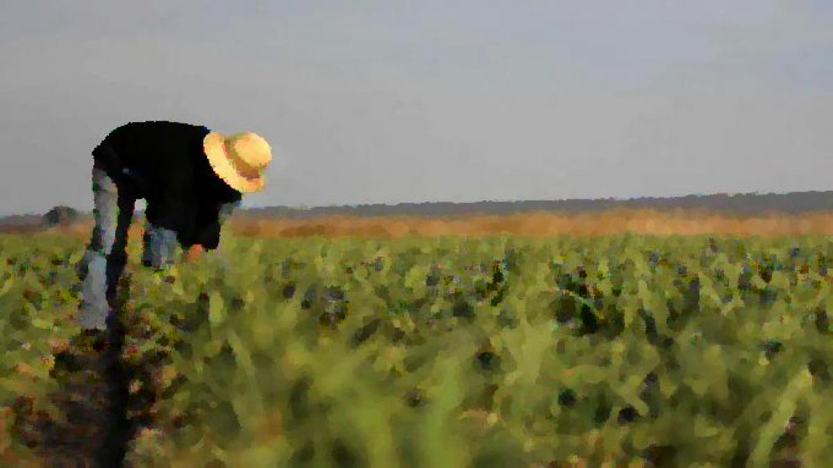 Hay mano de obra de sobra para el sector agrario